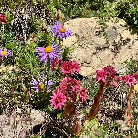 Alphuette Murmolta Im Sonnigen Wallis Mitten In Der Natur 木屋 *